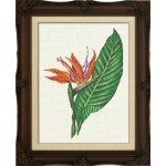 (image for) Bird Of Paradise